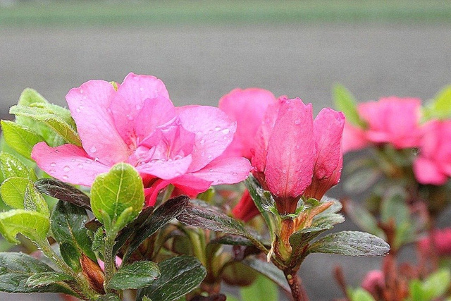 Azalia japońska Rokoko Rhododendron obtusum C2