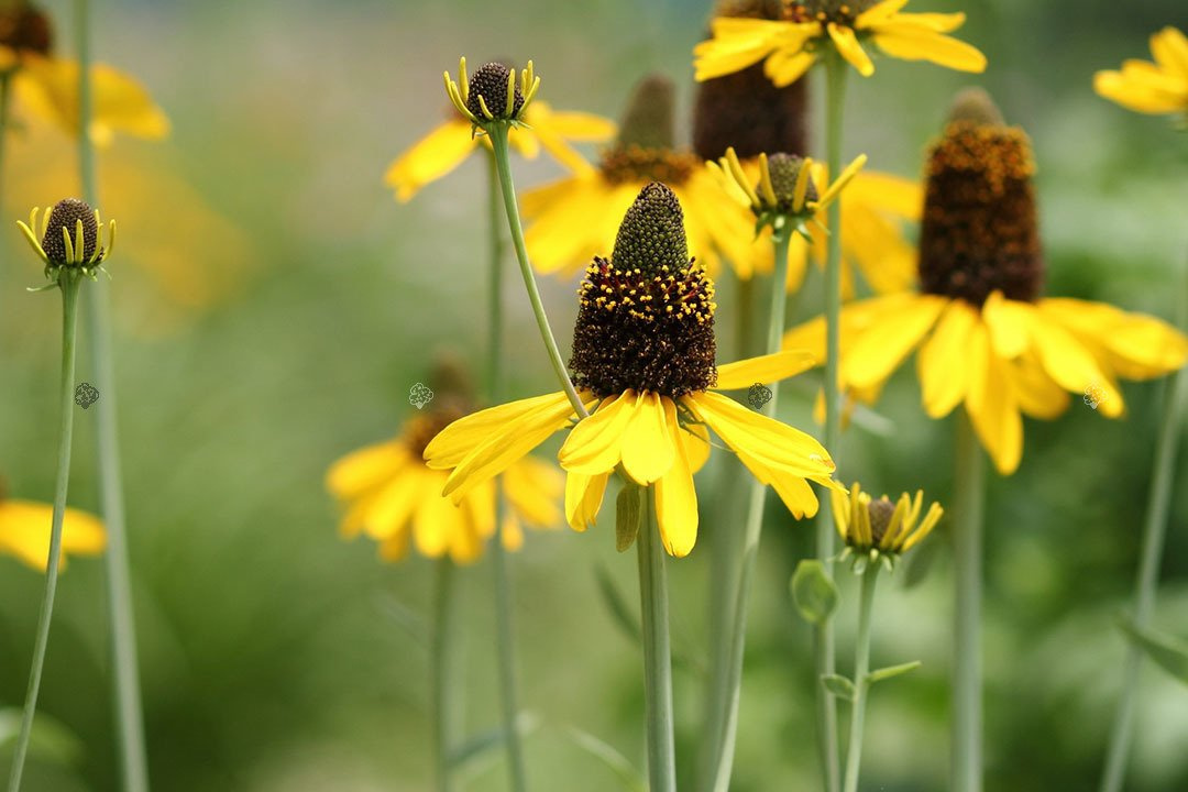 Rudbekia wielka Rudbeckia maxima P9
