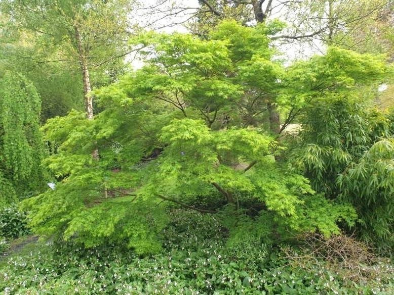 Klon palmowy Seiryu Acer palmatum C2