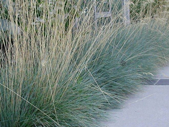 Owies wieczniezielony Saphirsprudel Helictotrichon sempervirens C3