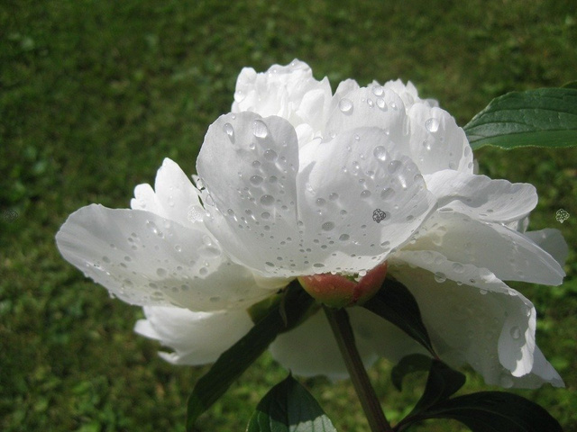 Piwonia biała Paeonia C2