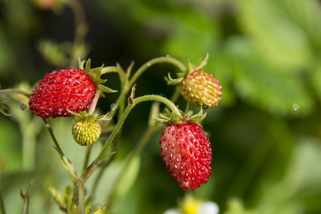 Poziomka pospolita Rugia Fragaria vesca P9