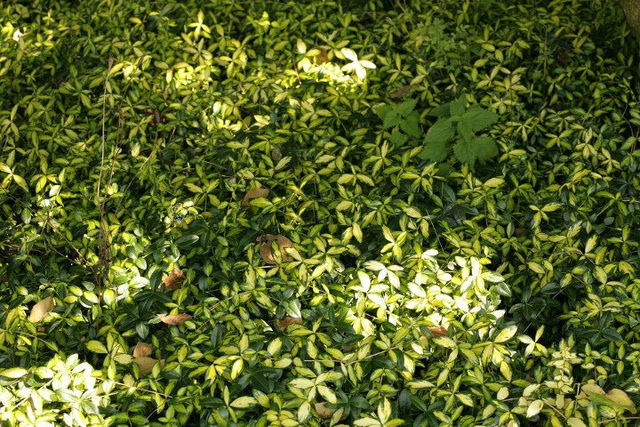 Barwinek pospolity Illumination Cahill Vinca minor P9