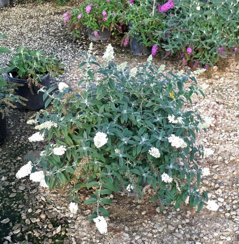 Budleja White Chip PBR Buddleja C3