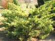 Jałowiec Pfitzera Blue and Gold Juniperus pfitzeriana P9