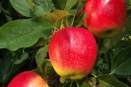 Jabłoń Gala Malus domestica