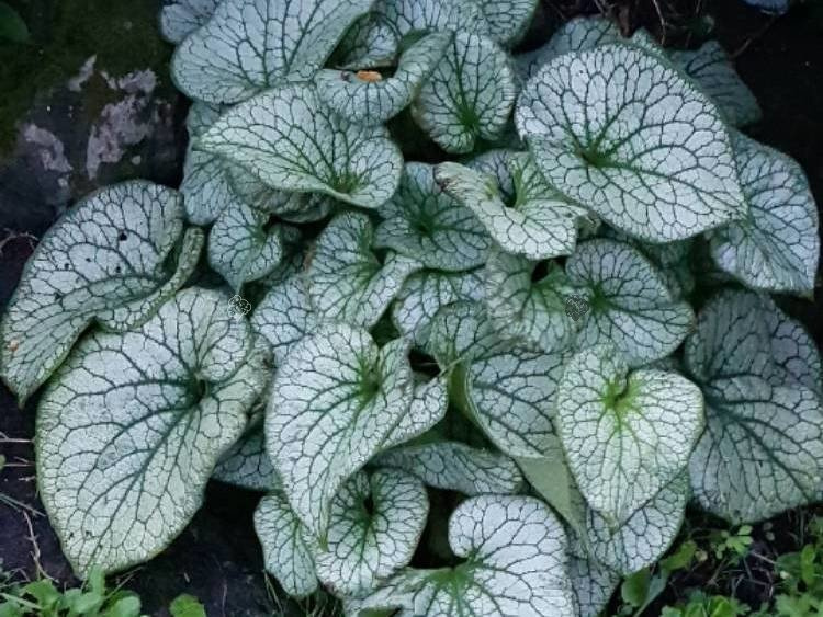 Brunera wielkolistna Alexander's Great PBR Brunnera macrophylla C2