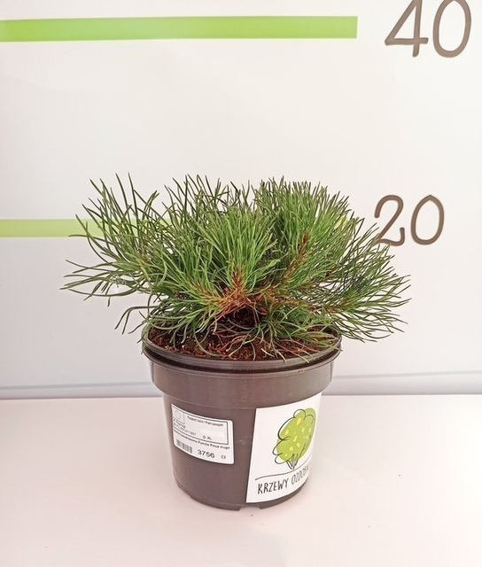 Sosna kosodrzewina Pumilio Pinus mugo P9