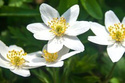 Zawilec gajowy Anemone nemorosa P9