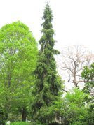 Świerk serbski Pendula Picea omorika C5