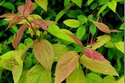 Tawuła japońska Macrophylla Spiraea japonica P9