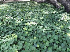 Bluszcz kanaryjski Hedera canariensis P9