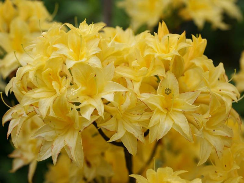 Azalia wielkokwiatowa Sonnenkopfchen Rhododendron