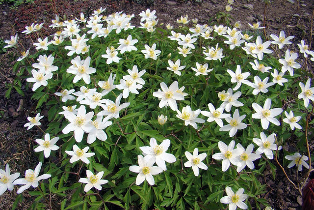 Zawilec wielkokwiatowy Anemone sylvestris P9