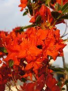 Azalia wielkokwiatowa Fireball Rhododendron (Knaphill-Exbury) C4