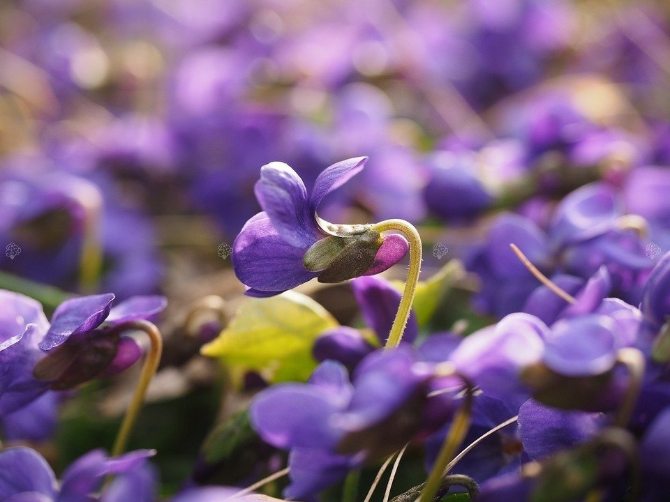 Fiołek wonny Viola odorata P9