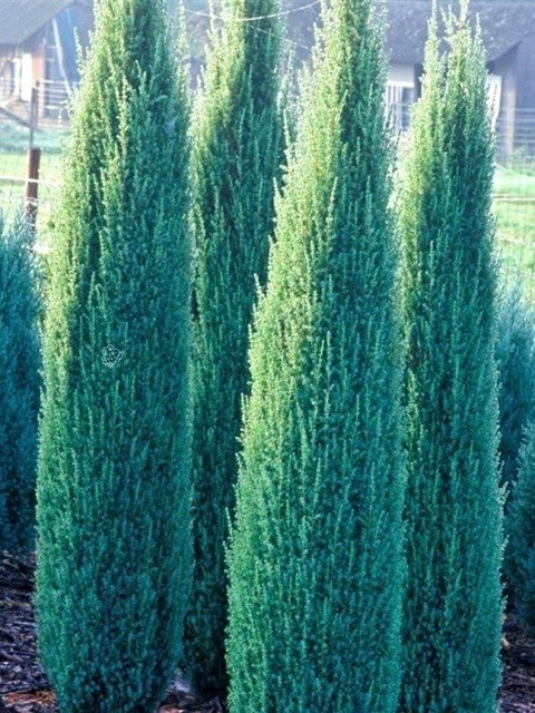 Jałowiec pospolity Sentinel Juniperus communis C2