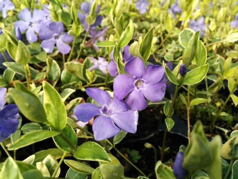 Barwinek pospolity Blue and Gold Vinca minor P9