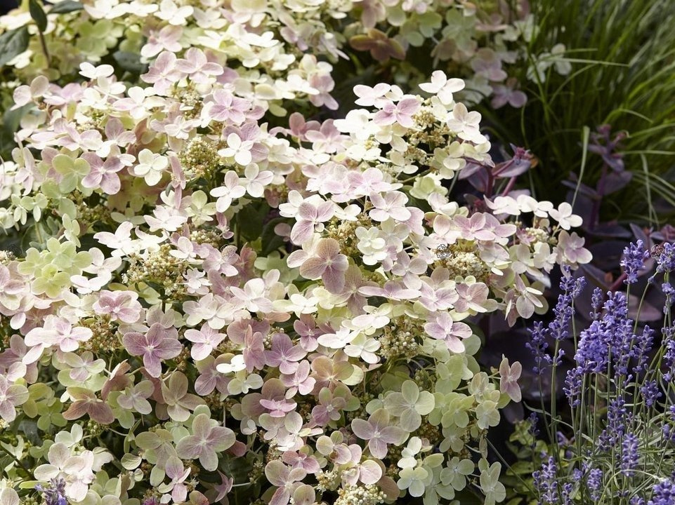 Hortensja bukietowa Polestar PBR Hydrangea paniculata C5