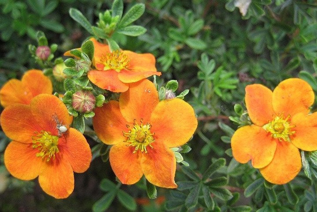 Pięciornik krzewiasty Tangerine Potentilla fruticosa P9