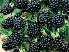 Jeżyna bezkolcowa Reuben Rubus fruticosus C2