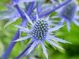 Mikołajek płaskolistny Eryngium planum P9