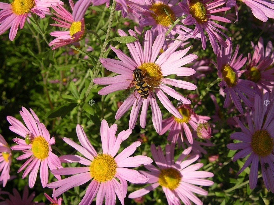 Aster krzaczasty Marjorie Aster dumosus P9