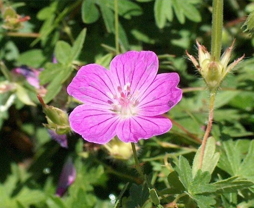 Bodziszek czerwony Roseum Geranium sanguineum P9