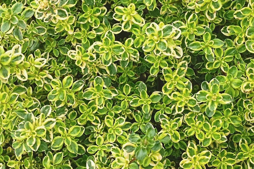 Macierzanka cytrynowa Lemon Thymus citriodorus P9