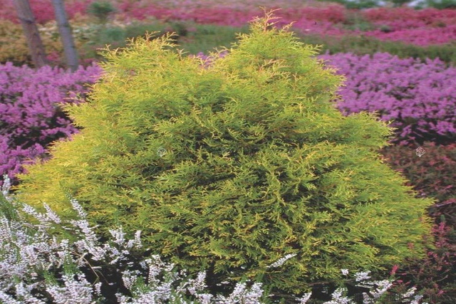 Tuja Rheingold Thuja occidentalis P9