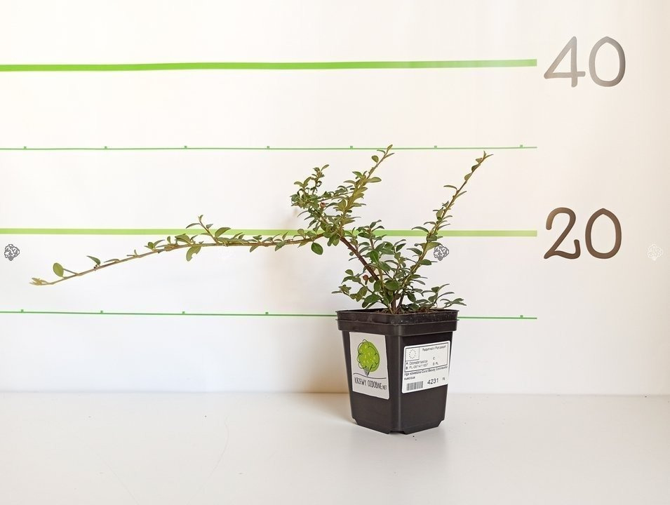 Irga szwedzka Coral Beauty Cotoneaster suecicus P9