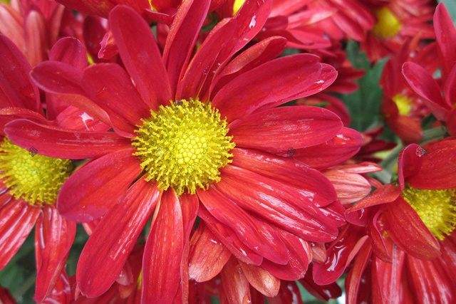 Złocieniec alpejski Chrysanthemum alpinum P9