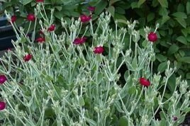 Firletka kwiecista Lychnis coronaria P9