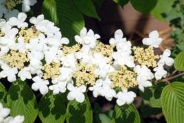 Kalina japońska Shasta Viburnum plicatum f. tomentosum P9