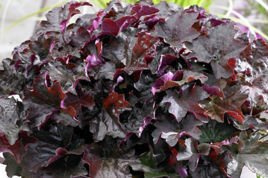 Żurawka Palace Purple Heuchera micrantha C2