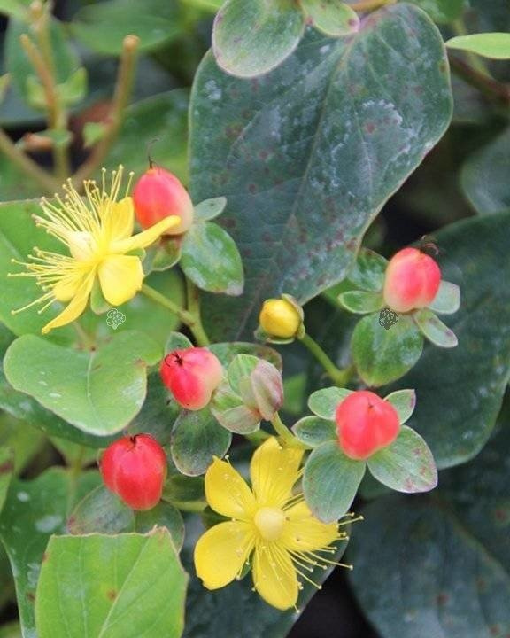 Dziurawiec bezwonny Magical Red Fame PBR Hypericum inodorum C2