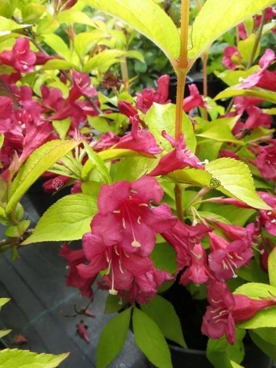 Krzewuszka Briant Rubidor Olympiade Weigela C3