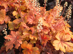 Żurawka Buttered Rum Heucherella C2