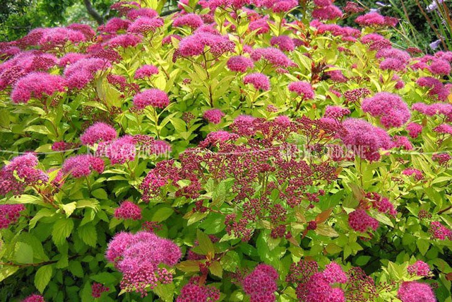 Tawuła japońska Magic Carpet PBR Spiraea japonica C2