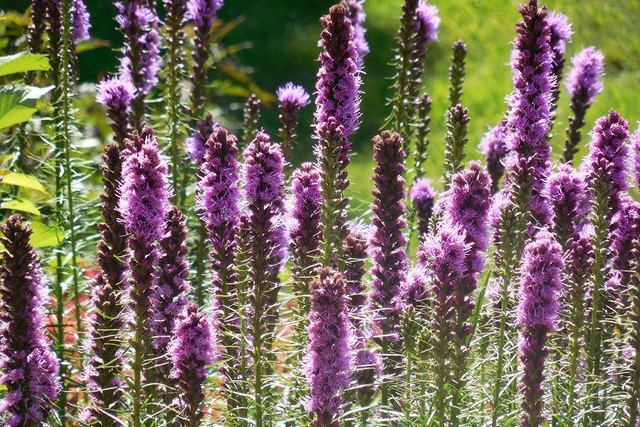 Liatra kłosowa Liatris spicata P9