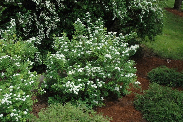 Tawuła brzozolistna Tor Spiraea betulifolia C2