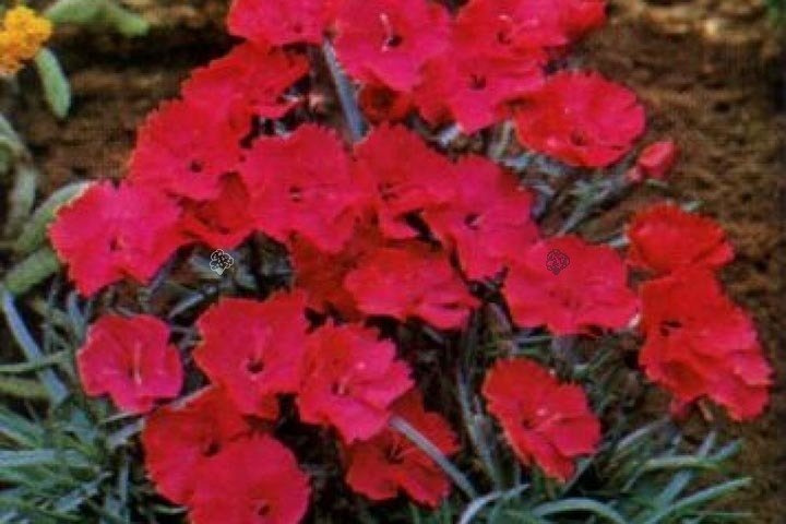 Goździk siny Badenia Dianthus gratianopolitanus P9