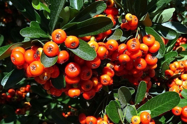 Ognik szkarłatny Red Cushion Pyracantha coccinea P9