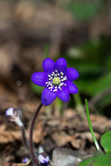 Przylaszczka pospolita Hepatica nobilis P9