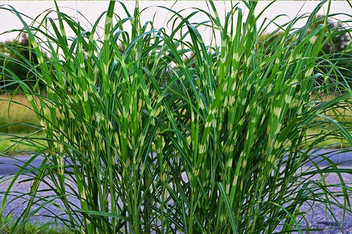 Miskant chiński Strictus Miscanthus sinensis
