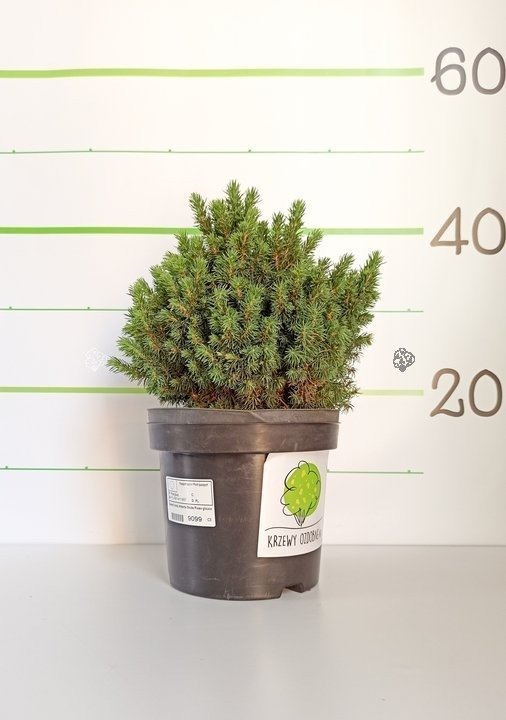 Świerk biały Alberta Globe Picea glauca C3