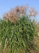 Miskant olbrzymi Meidl Miscanthus giganteus C5