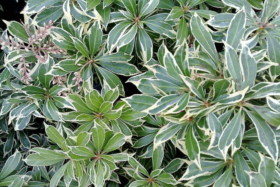 Pieris japoński Variegata Pieris japonica P9