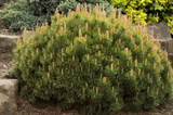 Sosna kosodrzewina Pumilio Pinus mugo P9