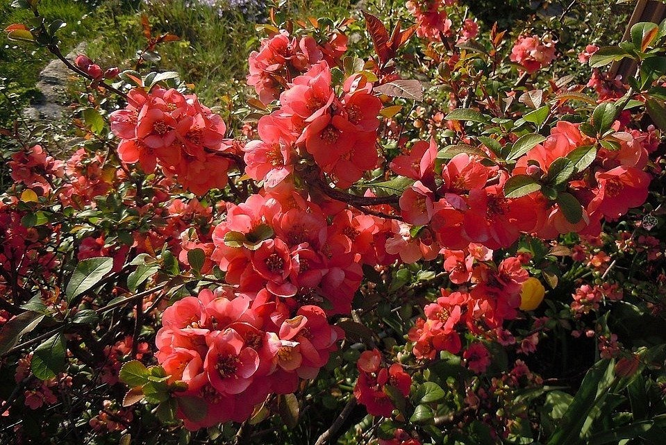 Pigwowiec pośredni Elly Mossel Chaenomeles superba P9